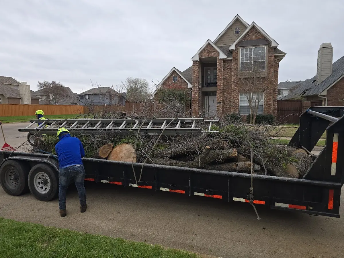 Expert Tree Removal with proper safety equipment in Oroville